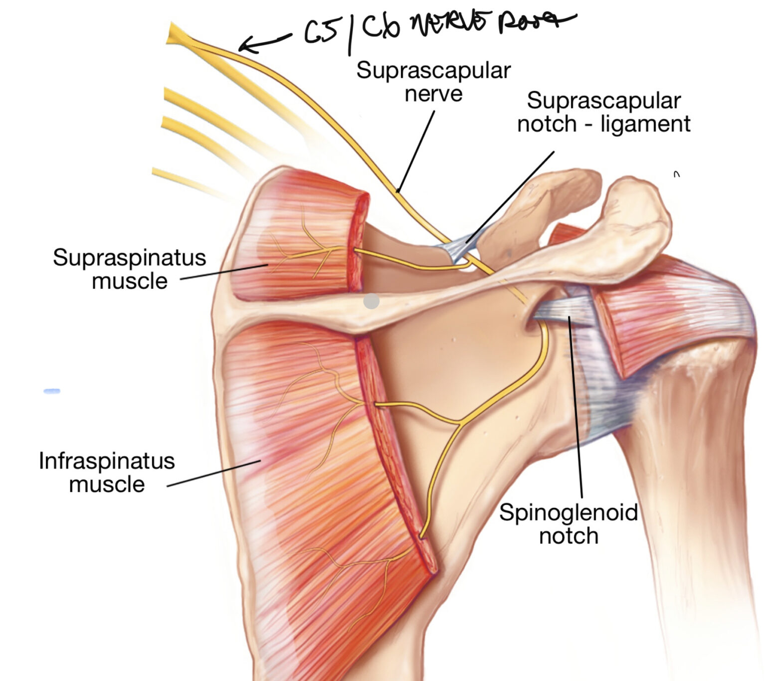 M infraspinatus