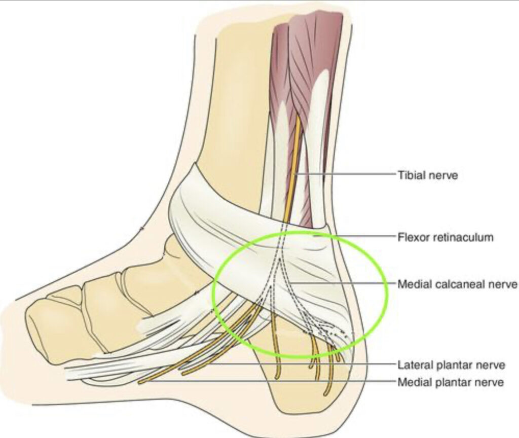 number of nerve endings in feet