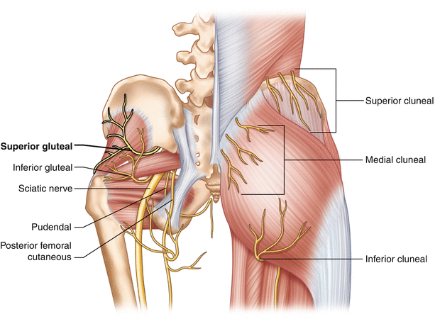 Piriformis Syndrome and Acupuncture - Ponsonby Wellness